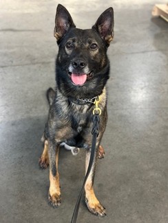 Image of a dog