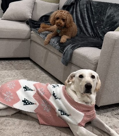 picture of 2 dogs