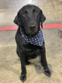 Duke