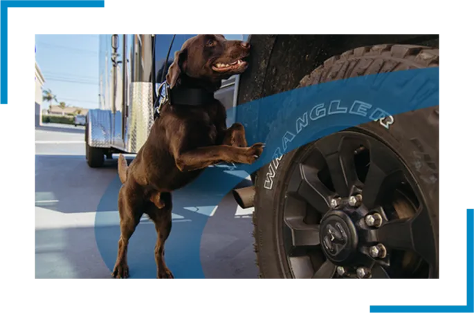 Image of a dog