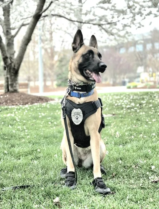 Image of a dog