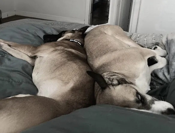 Two dogs